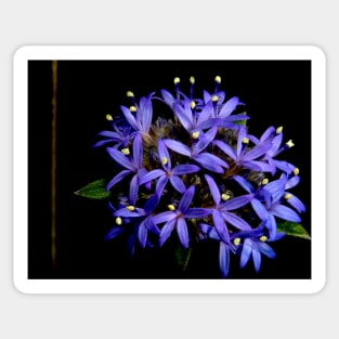 Blue Pincushion Flower Sticker